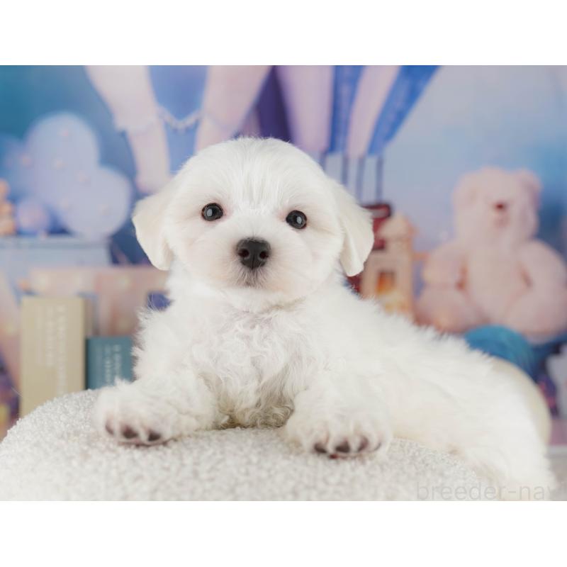 販売中の埼玉県のマルチーズ-425664の5枚目