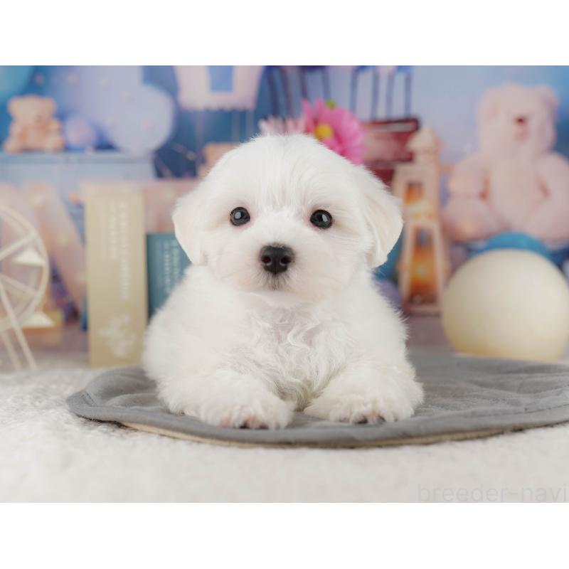 販売中の埼玉県のマルチーズ-425664の4枚目