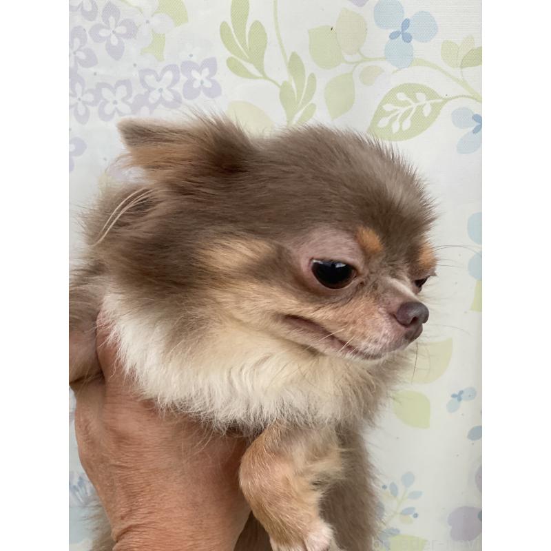 成約済の三重県のチワワ(ロングコート)-425510の3枚目