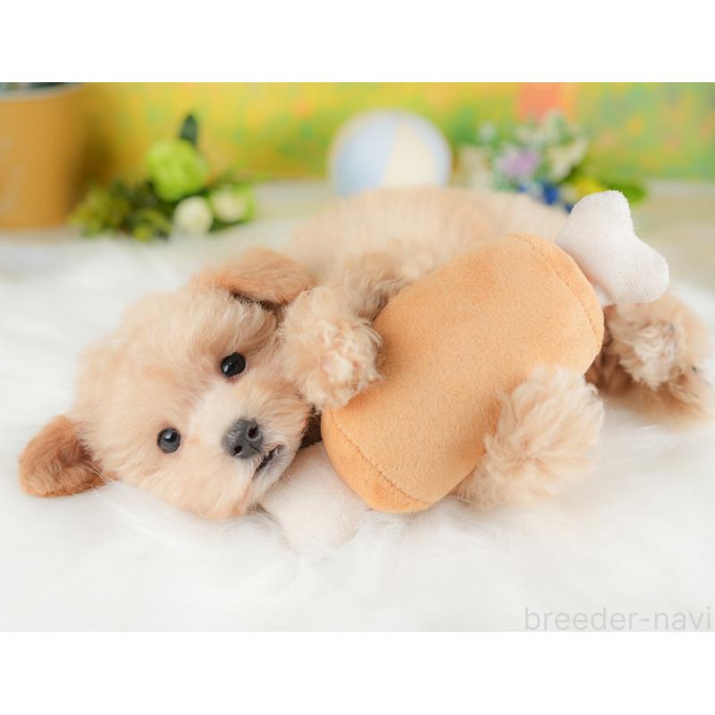 販売中の埼玉県のマルプー:マルチーズ×トイプードル-425666の10枚目