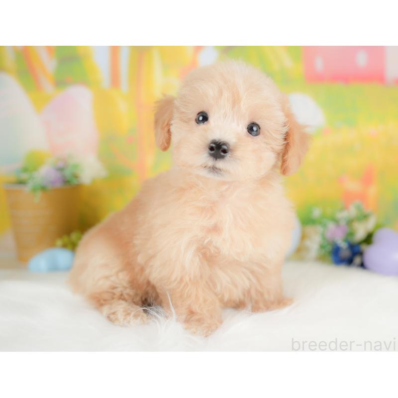 販売中の埼玉県のマルプー:マルチーズ×トイプードル-425666の8枚目