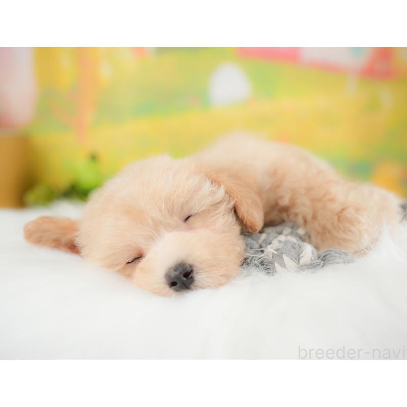 販売中の埼玉県のマルプー:マルチーズ×トイプードル-425666の7枚目