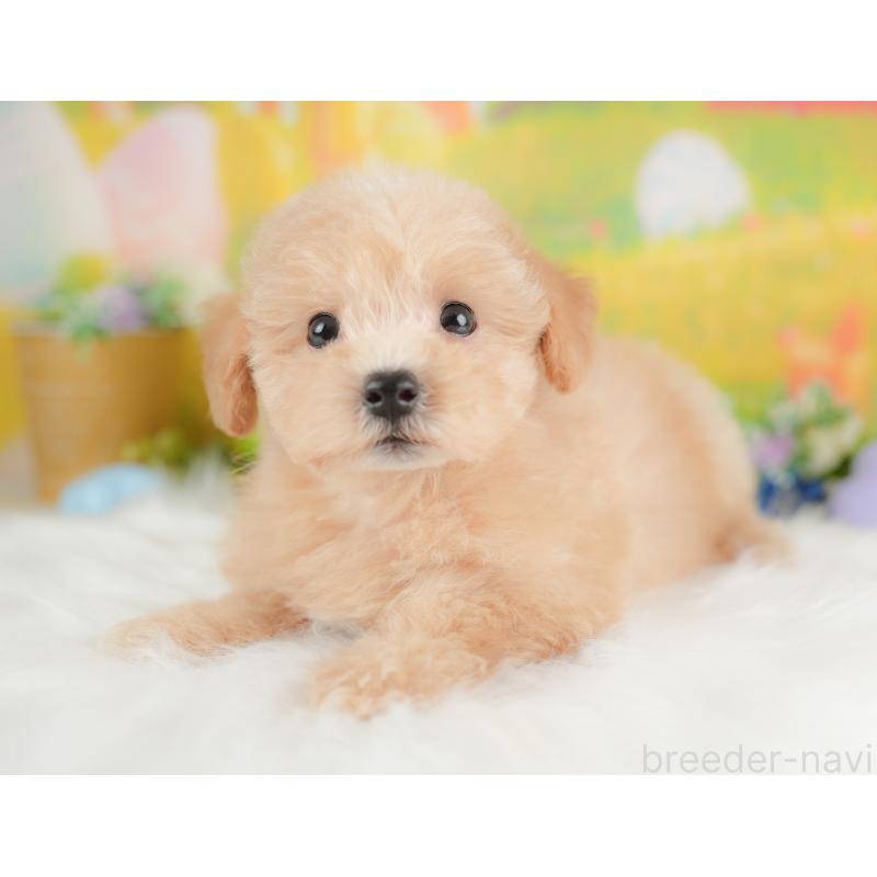 販売中の埼玉県のマルプー:マルチーズ×トイプードル-425666の6枚目