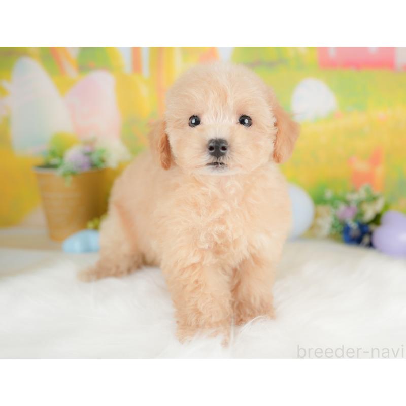 販売中の埼玉県のマルプー:マルチーズ×トイプードル-425666の5枚目