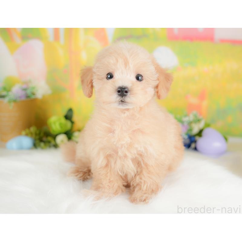 販売中の埼玉県のマルプー:マルチーズ×トイプードル-425666の4枚目