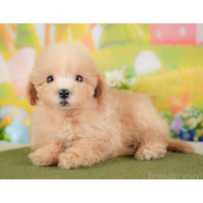 販売中の埼玉県のマルプー:マルチーズ×トイプードル-425668の11枚目