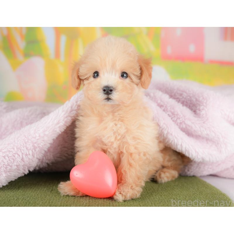 販売中の埼玉県のマルプー:マルチーズ×トイプードル-425668の10枚目