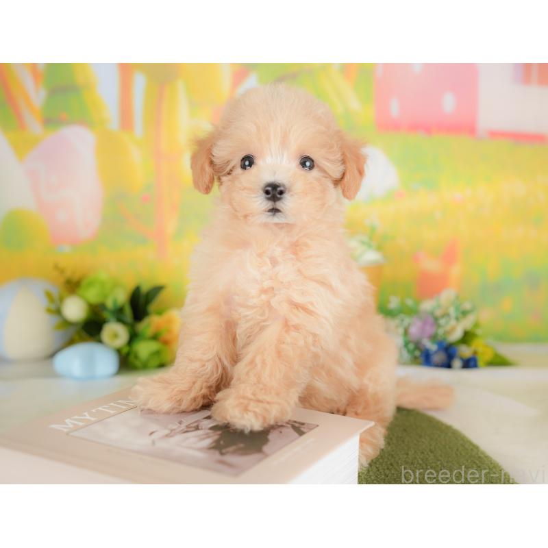 販売中の埼玉県のマルプー:マルチーズ×トイプードル-425668の9枚目