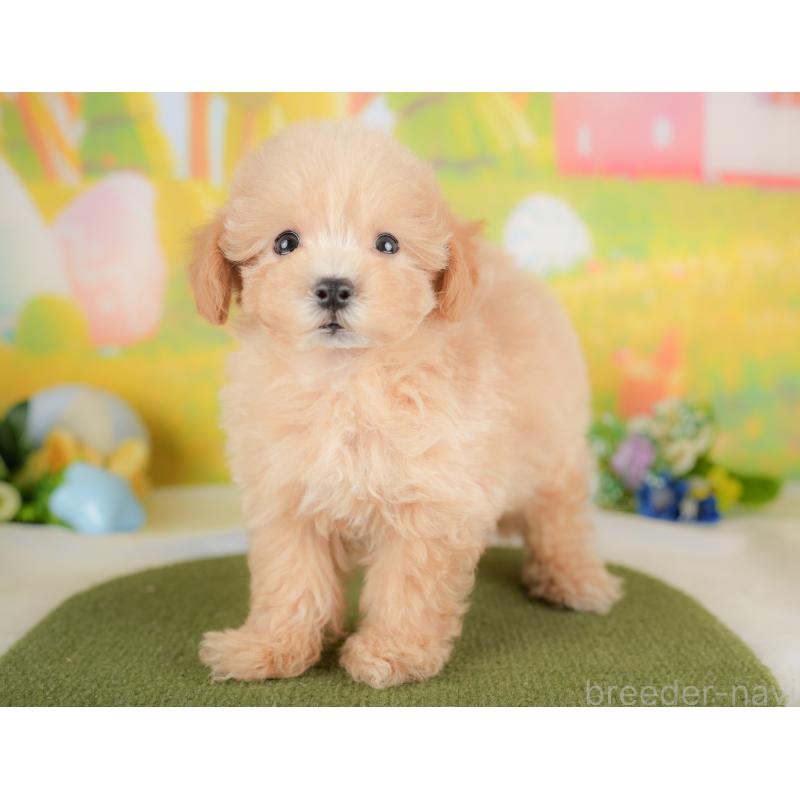 販売中の埼玉県のマルプー:マルチーズ×トイプードル-425668の8枚目