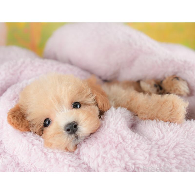 販売中の埼玉県のマルプー:マルチーズ×トイプードル-425668の5枚目