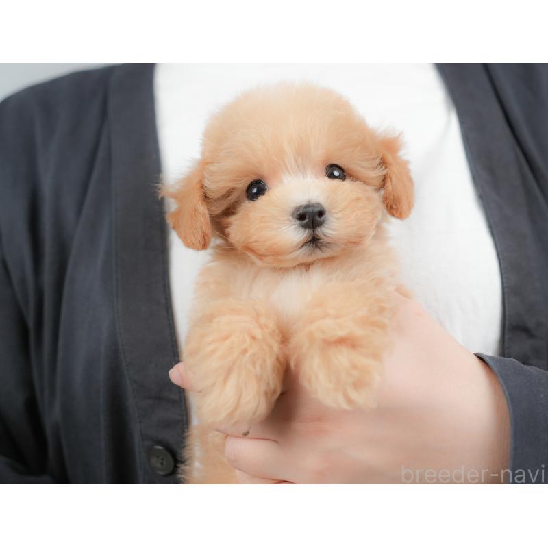 販売中の埼玉県のマルプー:マルチーズ×トイプードル-425668の4枚目