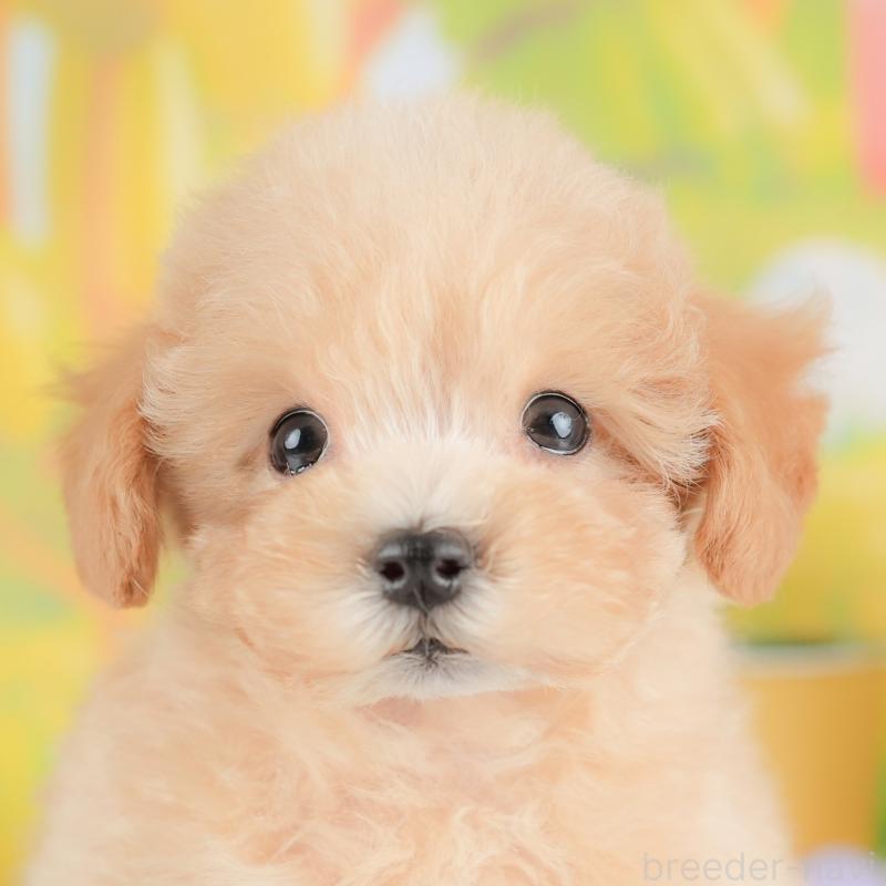 販売中の埼玉県のマルプー:マルチーズ×トイプードル-425668