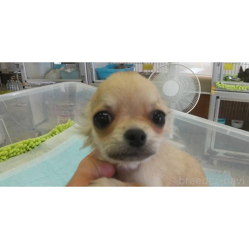 販売中の愛知県のチワワ(ロングコート)-400710の1枚目