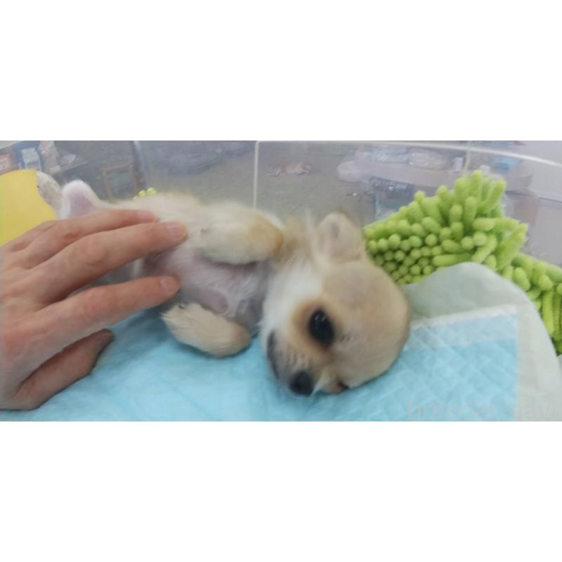 販売中の愛知県のチワワ(ロングコート)-400710の2枚目