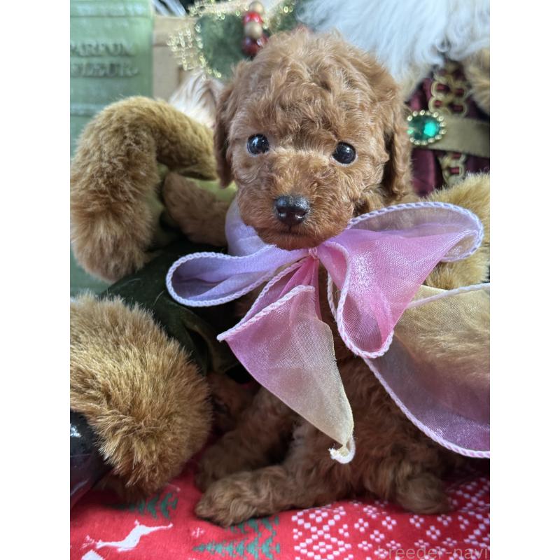 販売中の宮崎県のタイニープードル-425669の7枚目