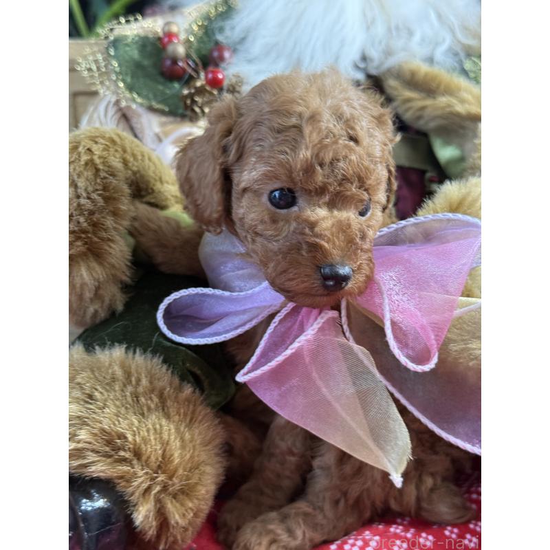 販売中の宮崎県のタイニープードル-425669の6枚目