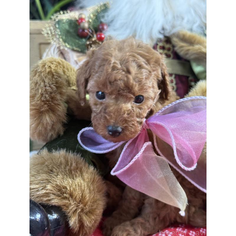 販売中の宮崎県のタイニープードル-425669の5枚目