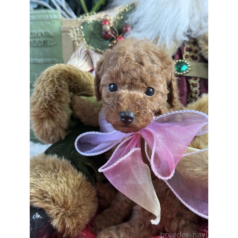 販売中の宮崎県のタイニープードル-425669の4枚目