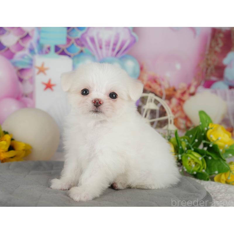 販売中の茨城県のチワマル:チワワ×マルチーズ-425820の11枚目