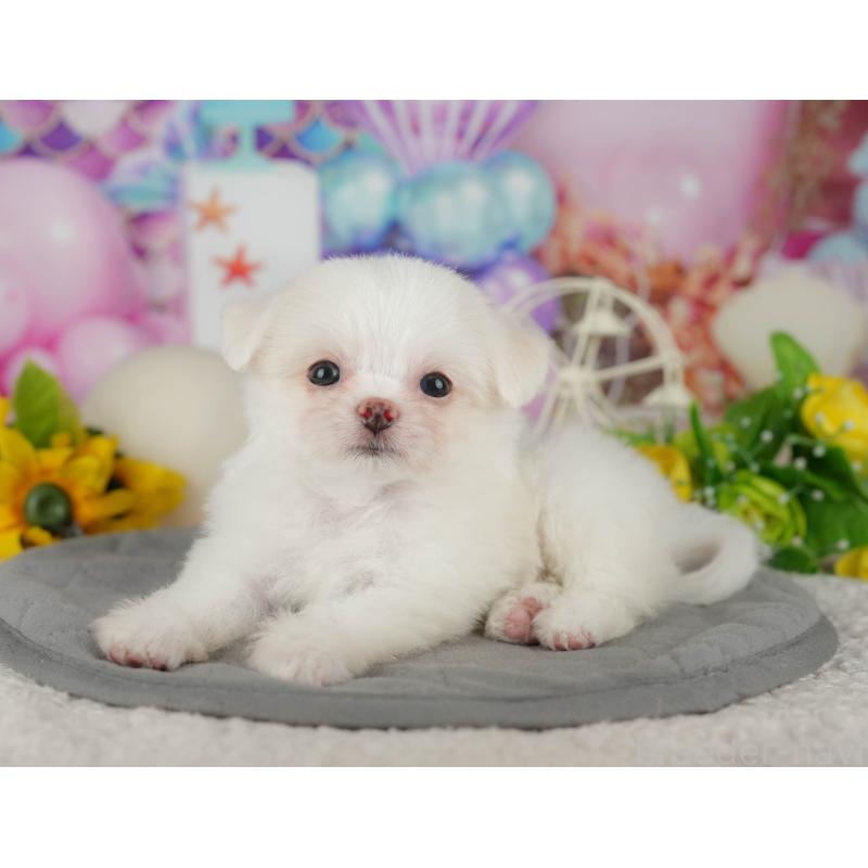 販売中の茨城県のチワマル:チワワ×マルチーズ-425820の10枚目