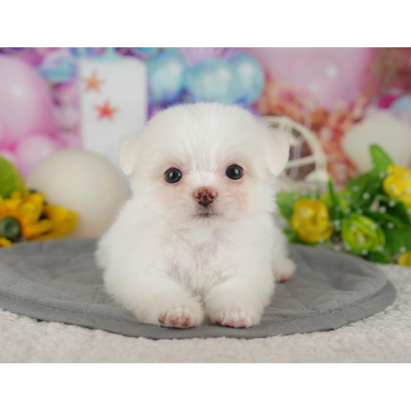 販売中の茨城県のチワマル:チワワ×マルチーズ-425820の9枚目