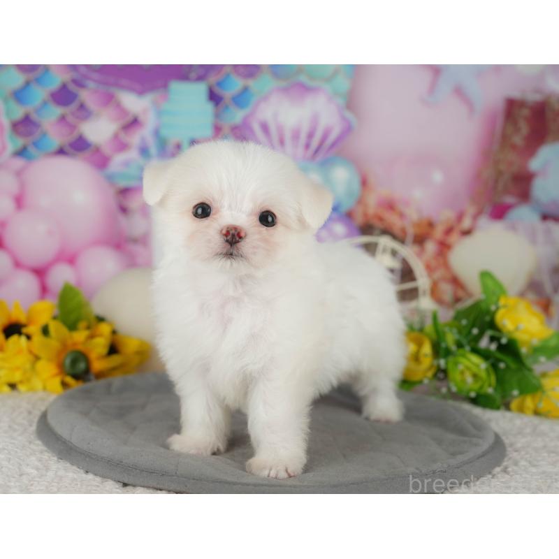 販売中の茨城県のチワマル:チワワ×マルチーズ-425820の8枚目