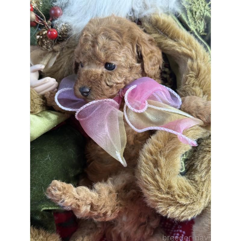 販売中の宮崎県のタイニープードル-425669の3枚目