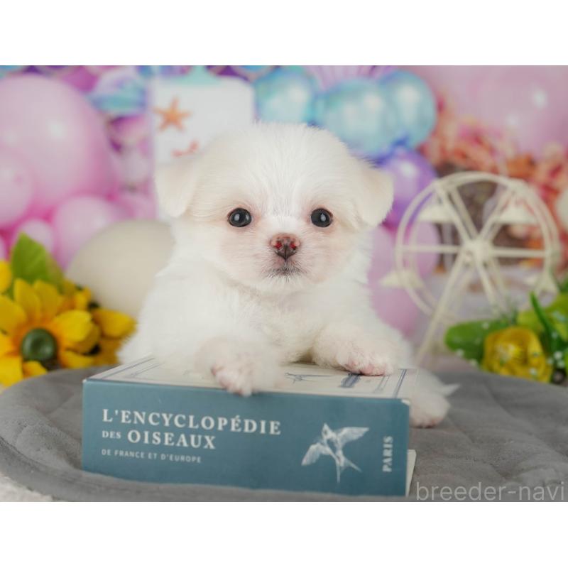 販売中の茨城県のチワマル:チワワ×マルチーズ-425820の7枚目