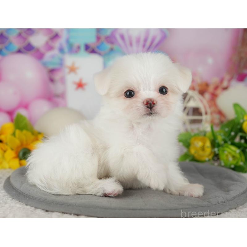 販売中の茨城県のチワマル:チワワ×マルチーズ-425820の6枚目