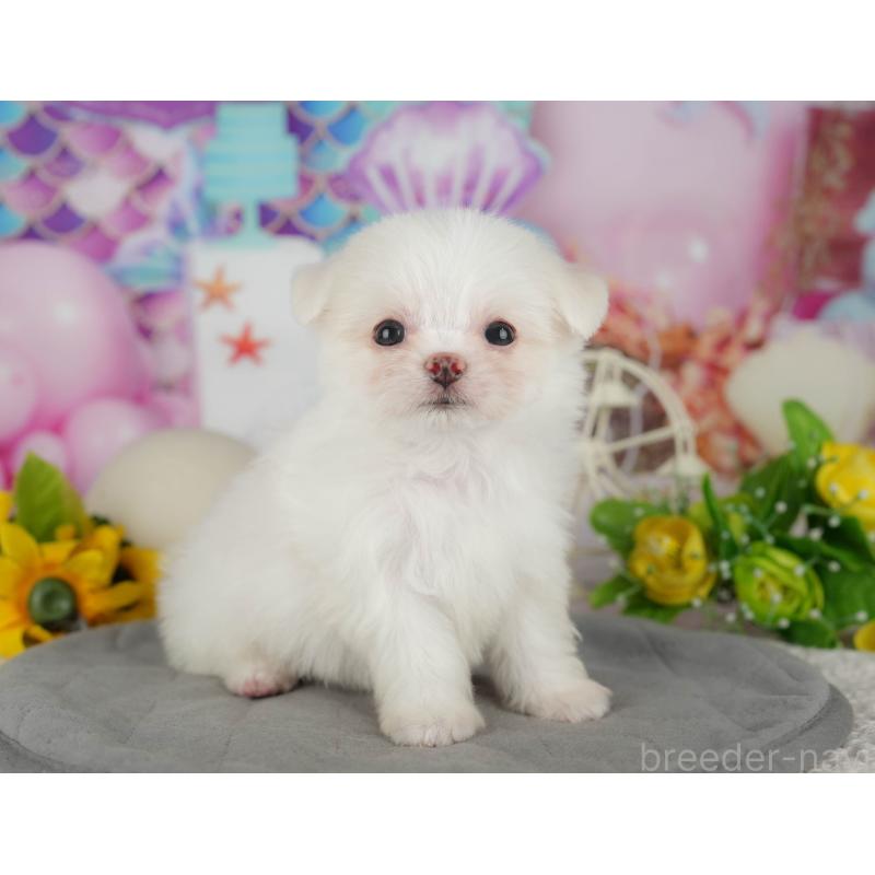 販売中の茨城県のチワマル:チワワ×マルチーズ-425820の5枚目