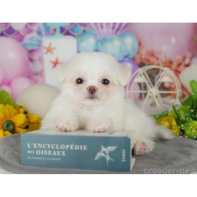 販売中の茨城県のチワマル:チワワ×マルチーズ-425820の4枚目