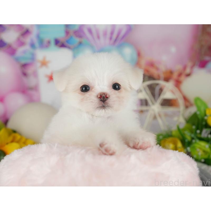 販売中の茨城県のチワマル:チワワ×マルチーズ-425820の3枚目