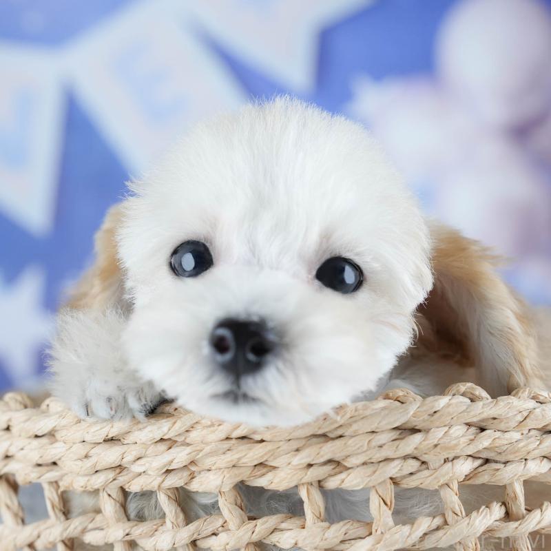 販売中の茨城県のトイプードル-425819の9枚目