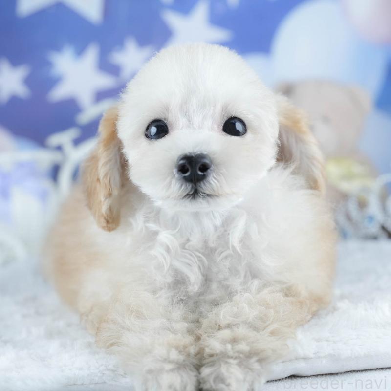 販売中の茨城県のトイプードル-425819の8枚目