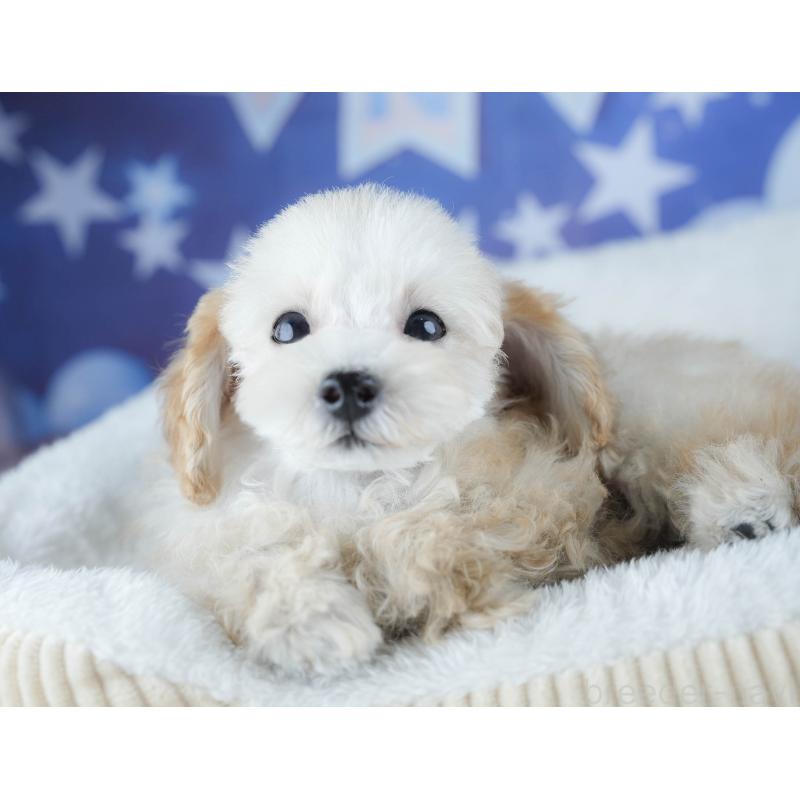 販売中の茨城県のトイプードル-425819の7枚目