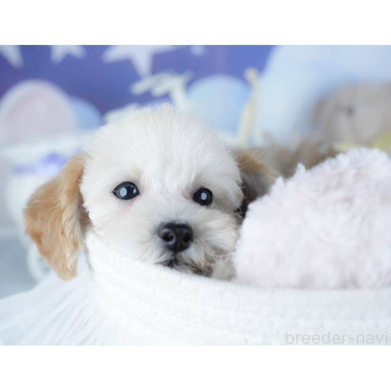 販売中の茨城県のトイプードル-425819の6枚目