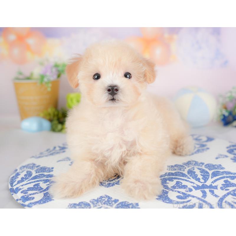 販売中の埼玉県のマルプー:マルチーズ×トイプードル-425670の12枚目