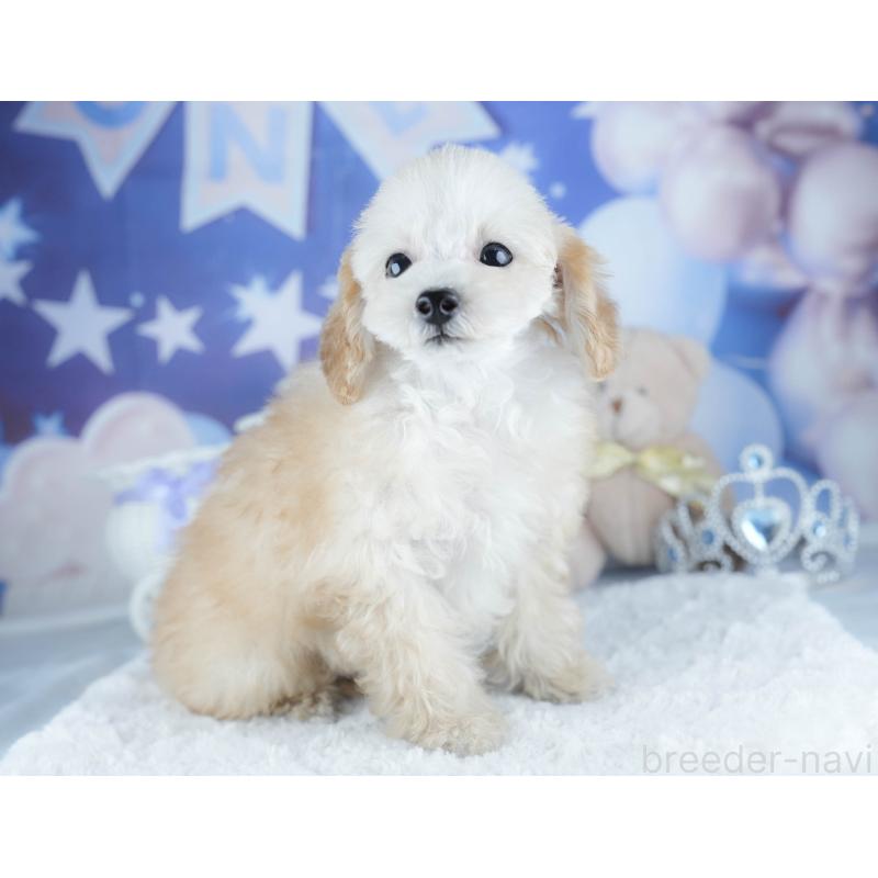 販売中の茨城県のトイプードル-425819の5枚目