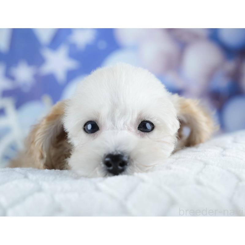 販売中の茨城県のトイプードル-425819の4枚目