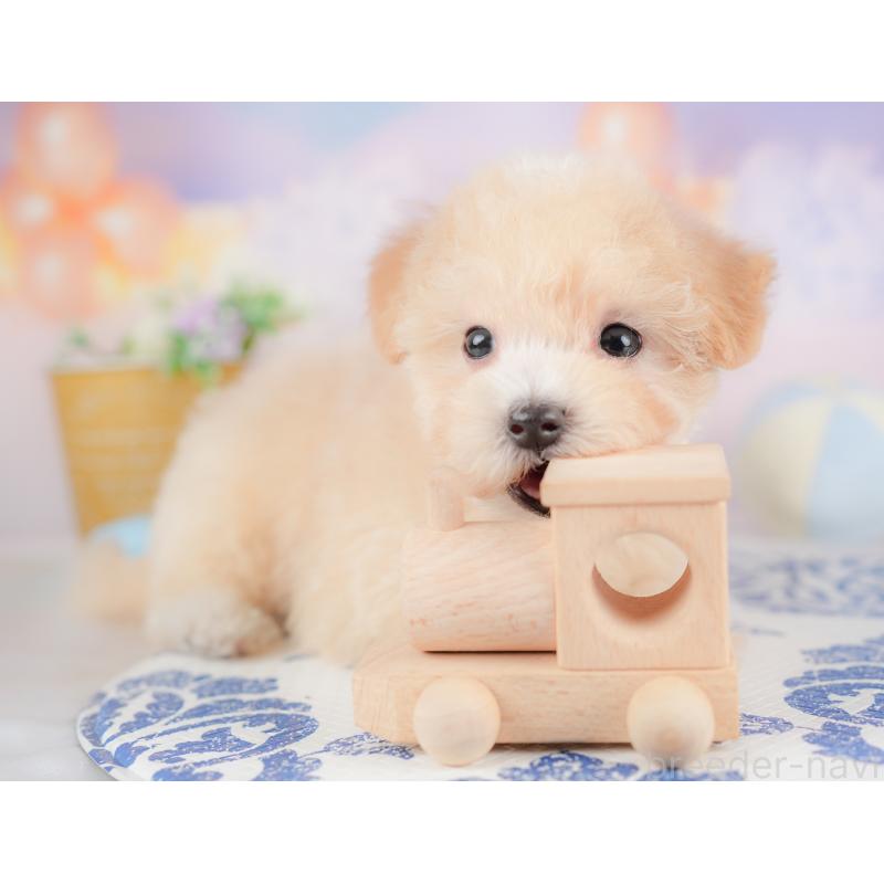 販売中の埼玉県のマルプー:マルチーズ×トイプードル-425670の11枚目