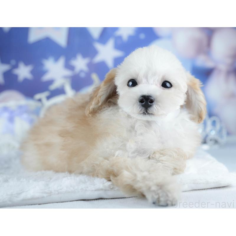 販売中の茨城県のトイプードル-425819の3枚目