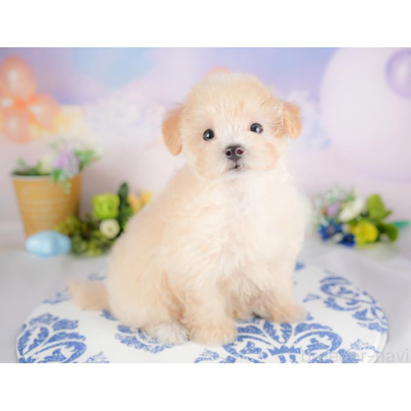 販売中の埼玉県のマルプー:マルチーズ×トイプードル-425670の10枚目