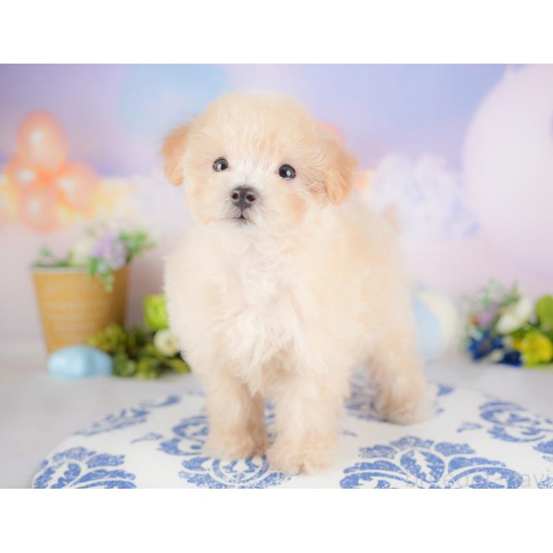 販売中の埼玉県のマルプー:マルチーズ×トイプードル-425670の7枚目