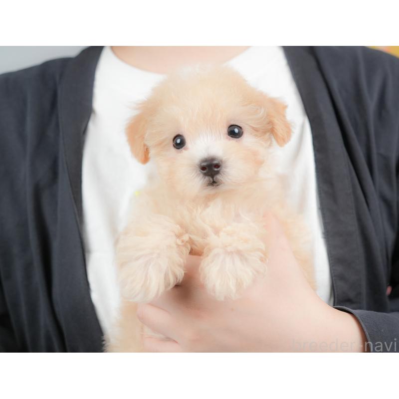 販売中の埼玉県のマルプー:マルチーズ×トイプードル-425670の5枚目