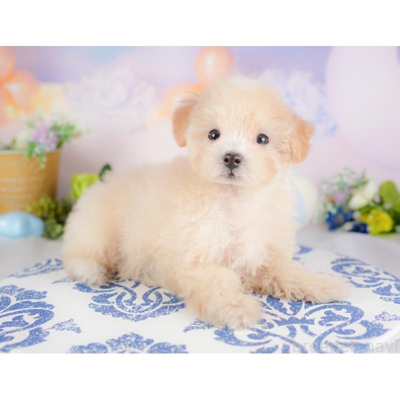 販売中の埼玉県のマルプー:マルチーズ×トイプードル-425670の4枚目