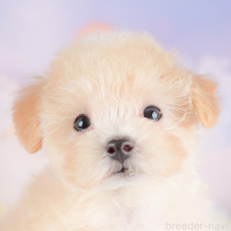 販売中の埼玉県のマルプー:マルチーズ×トイプードル-425670の1枚目