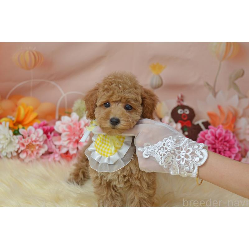 販売中の埼玉県のタイニープードル-418690の15枚目