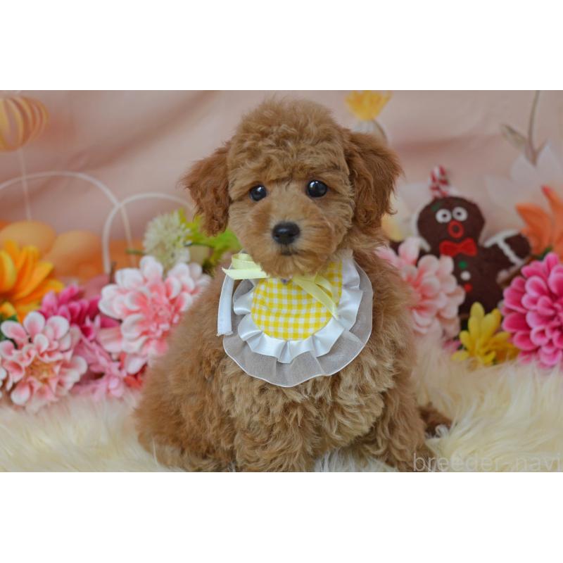 販売中の埼玉県のタイニープードル-418690の13枚目