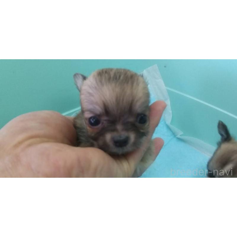 販売中の愛知県のチワワ(ロングコート)-425671