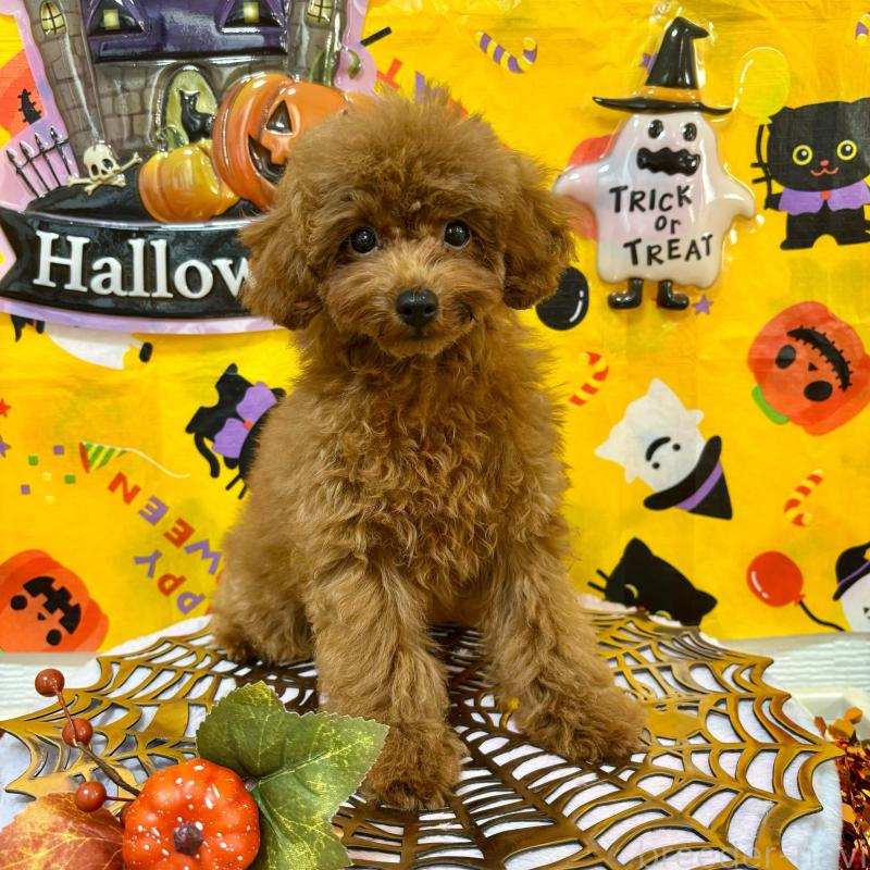 販売中の愛知県のティーカッププードル-425673の4枚目